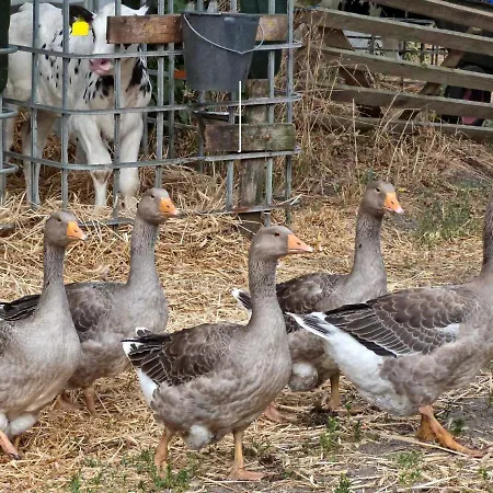 Ulmenhof Melfsen - Gemuetliches Auf Dem Bauernhof Farmház