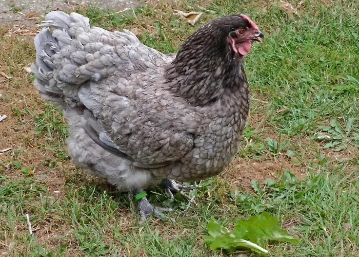 Alojamento de Turismo Rural Ulmenhof Melfsen - Gemuetliches Auf Dem Bauernhof Oeversee