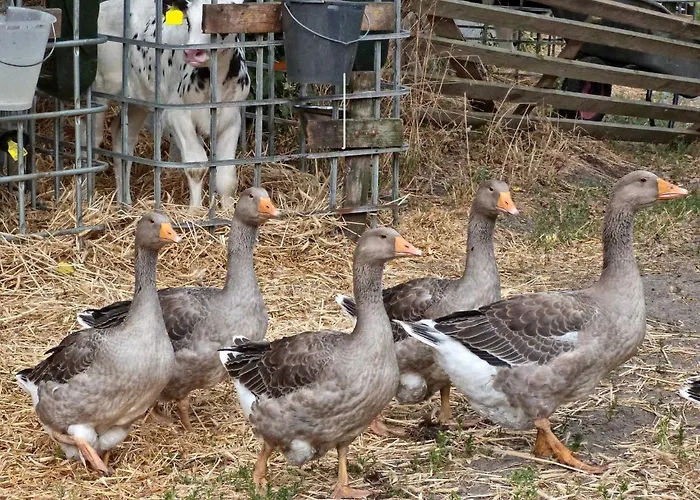 Ulmenhof Melfsen - Gemuetliches Auf Dem Bauernhof Alojamento de Turismo Rural